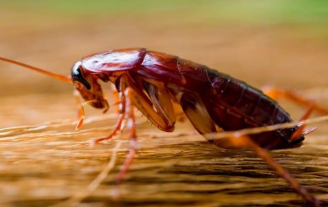 american-cockroach-in-dallas-home.jpg
