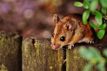 Как избавиться от крыс и мышей в частном доме?