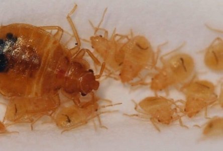 baby-bed-bugs-near-an-adult-specimen.jpg